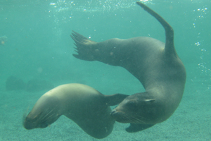 Galapagos Seals